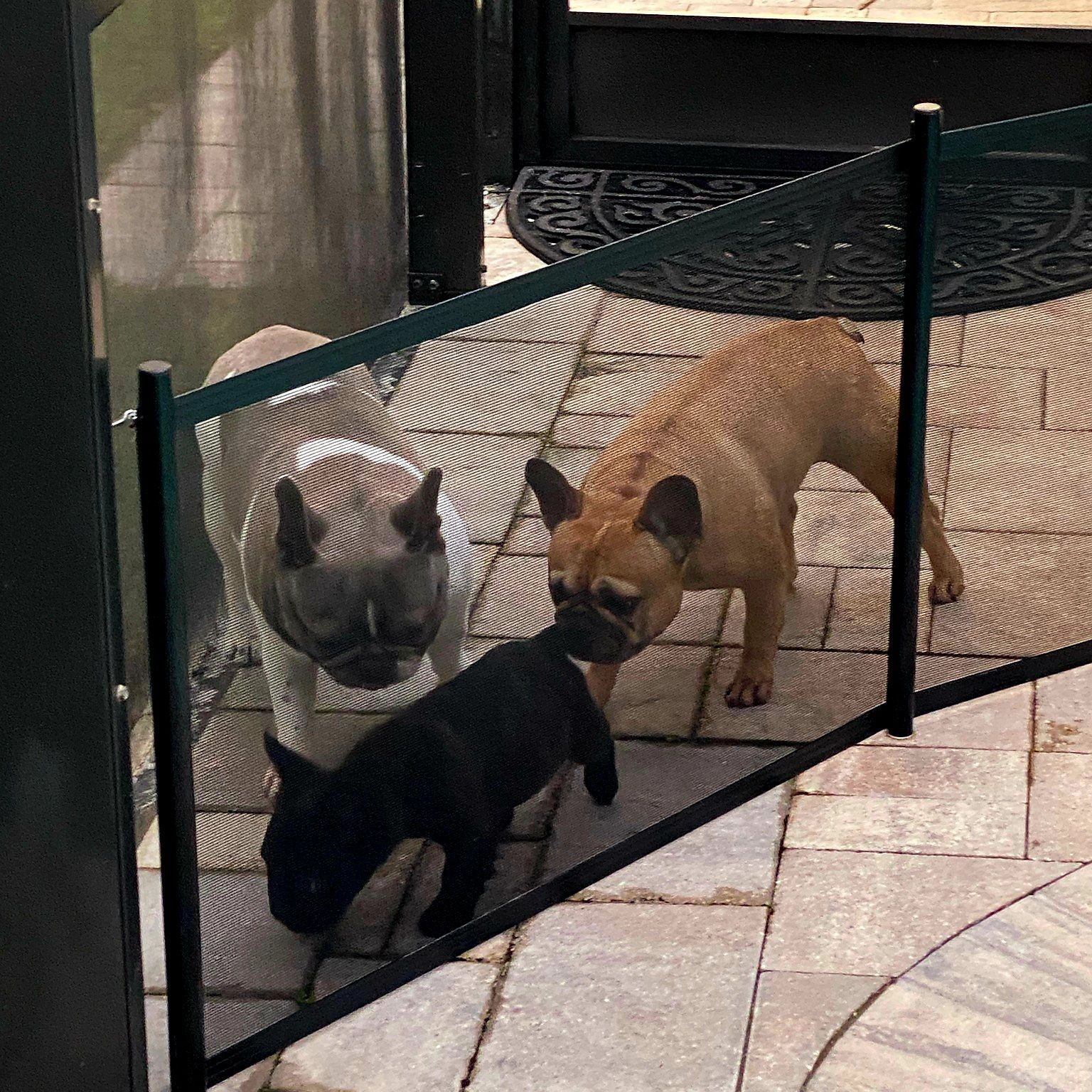 pet fence in tampa bay